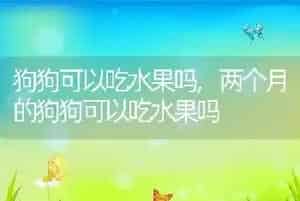 狗狗可以吃水果吗