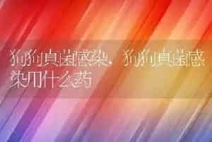 狗狗真菌感染