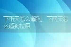 下雨天怎么遛狗