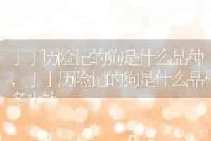 丁丁历险记的狗是什么品种
