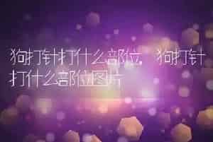 狗打针打什么部位