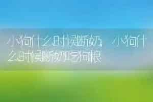 小狗什么时候断奶
