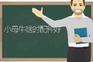 小母牛啥时配种好