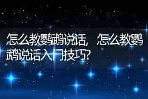 怎么教鹦鹉说话