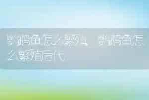鹦鹉鱼怎么繁殖