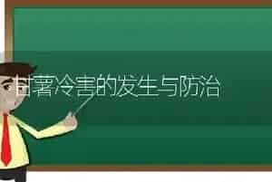 甘薯冷害的发生与防治