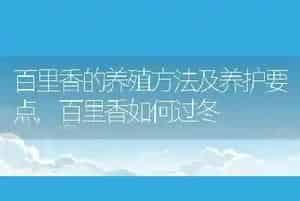 百里香的养殖方法及养护要点