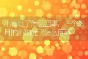 小狗吐了怎么回事