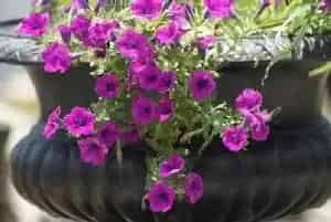 牵牛花种子怎么种