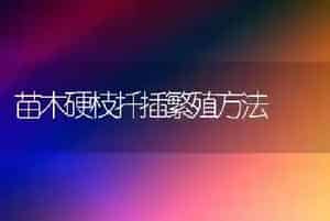 苗木硬枝扦插繁殖方法