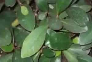 紫边碧玉椒草如何扦插