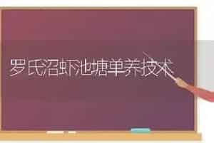 罗氏沼虾池塘单养技术