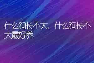什么狗长不大