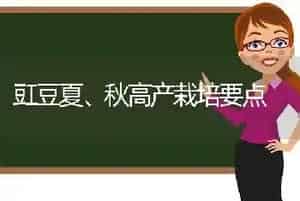 豇豆夏、秋高产栽培要点