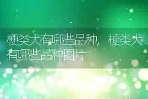 梗类犬有哪些品种