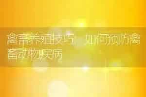 禽畜养殖技巧:如何预防禽畜动物疾病