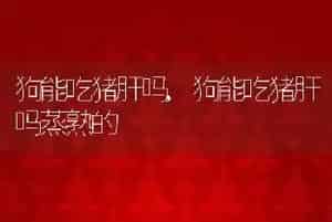 狗能吃猪肝吗