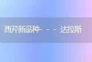 西芹新品种---达拉斯
