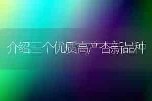 介绍三个优质高产杏新品种
