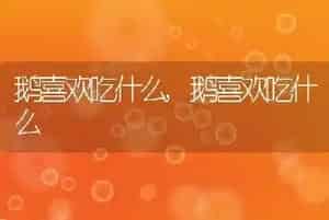 鹅喜欢吃什么