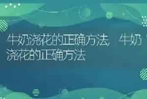 牛奶浇花的正确方法
