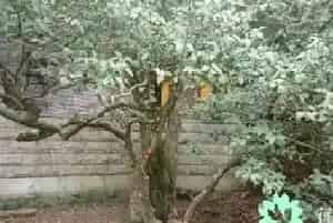 鹅耳枥树值钱吗