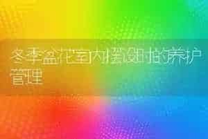 冬季盆花室内摆设时的养护管理