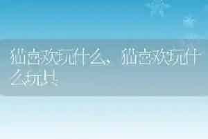 猫喜欢玩什么