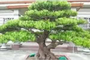 罗汉松养殖方法和注意事项