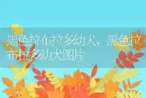 黑色拉布拉多幼犬