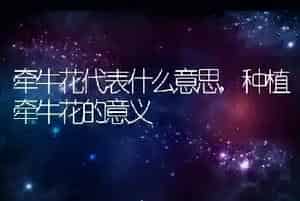 牵牛花代表什么意思
