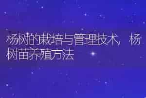 杨树的栽培与管理技术
