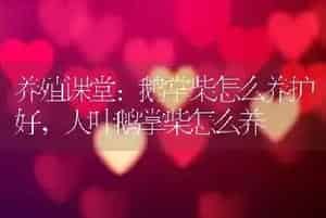 养殖课堂:鹅掌柴怎么养护好