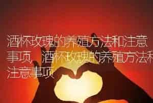 狗狗年龄怎么算