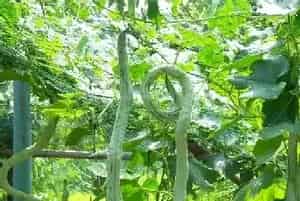高产蛇瓜需要掌握的种植方法有哪些？