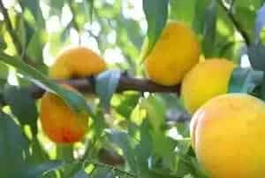 黄桃品种选择及种植管理方法