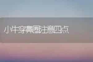小牛穿鼻圈注意四点