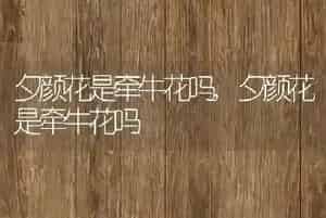 夕颜花是牵牛花吗