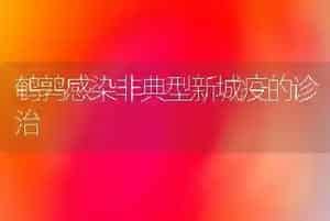 鹌鹑感染非典型新城疫的诊治