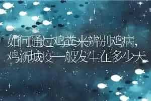 如何通过鸡粪来辨别鸡病