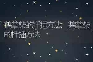 鹅掌柴的扦插方法
