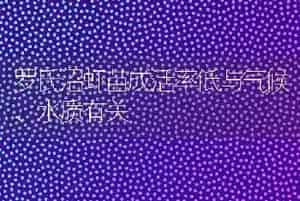 罗氏沼虾苗成活率低与气候、水质有关
