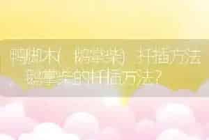 鸭脚木(鹅掌柴)扦插方法