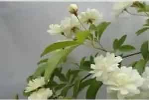 木香花的养殖方法和注意事项