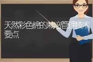 天然彩色棉的栽培管理技术要点