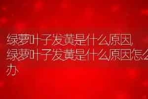 绿萝叶子发黄是什么原因