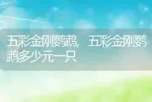 五彩金刚鹦鹉