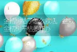 金桔树枯了怎么救活
