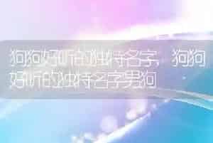 狗狗好听的独特名字