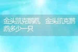 金头凯克鹦鹉